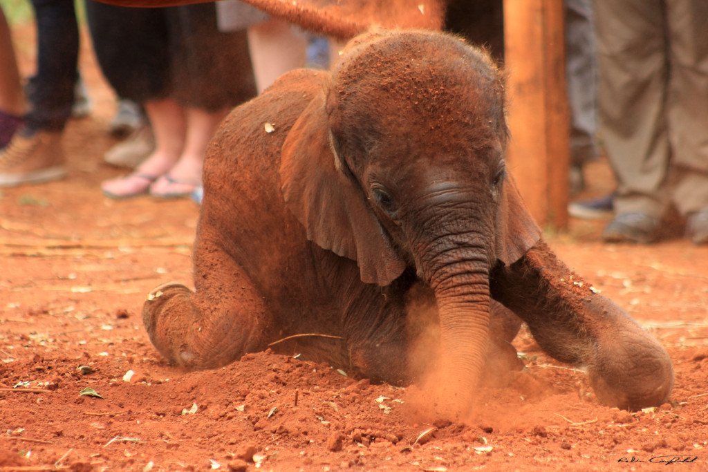 An Orphan Elephant Outside of Nairobi. Nairobi, Kenya