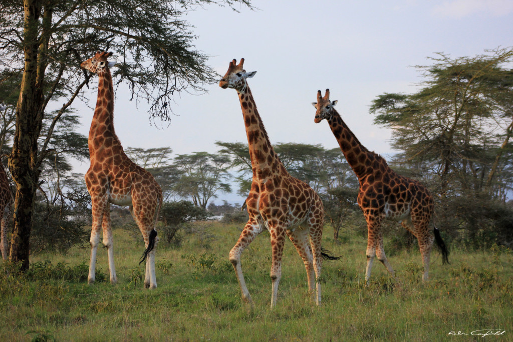 Wildlife in Nairobi National Park. Nairobi, Kenya