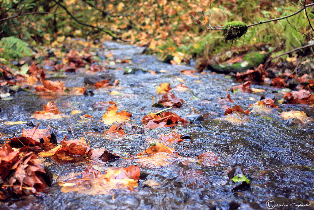 The Molalla River Flowing. Molalla, Oregon.