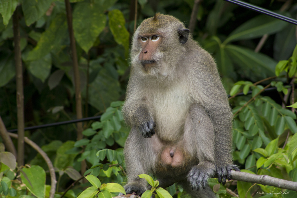 A monkey does some human-watching. Koh Chang, Thailand - 2012