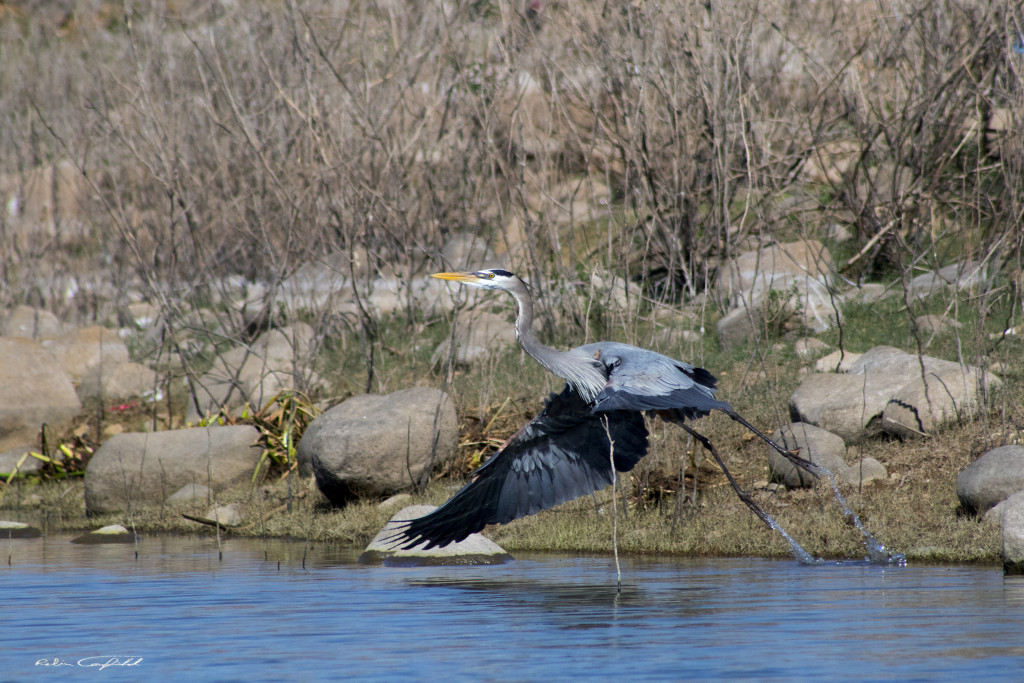 Taking flight on the Rio Lempa. El Salvador, 2015