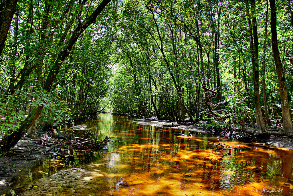 Reflections on a summer stroll along Soldier's Creek. Spring Hammock Preserve, Florida - 2015