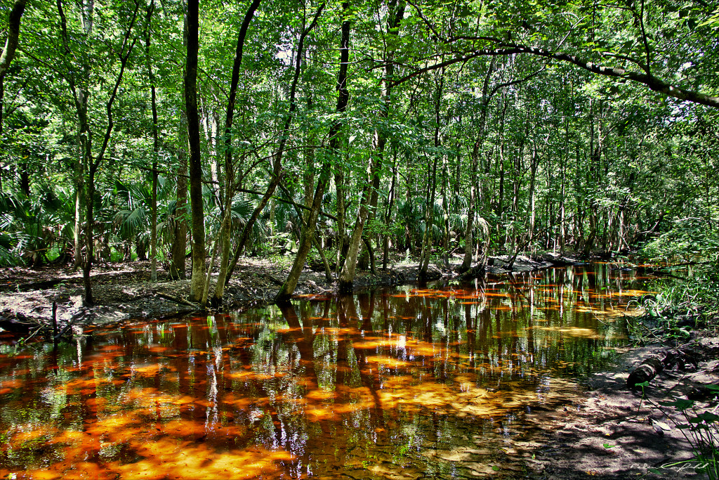 Reflections on a summer stroll along Soldier's Creek. Spring Hammock Preserve, Florida - 2015