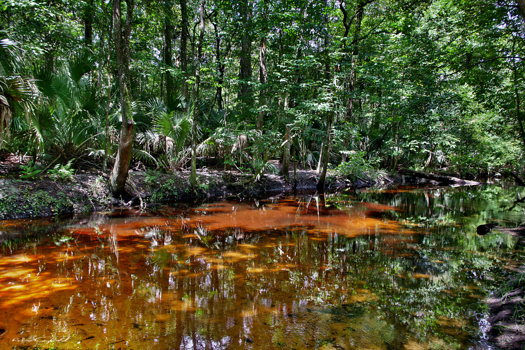 Reflections on a summer stroll along Soldier's Creek. Spring Hammock Preserve, Florida - 2015