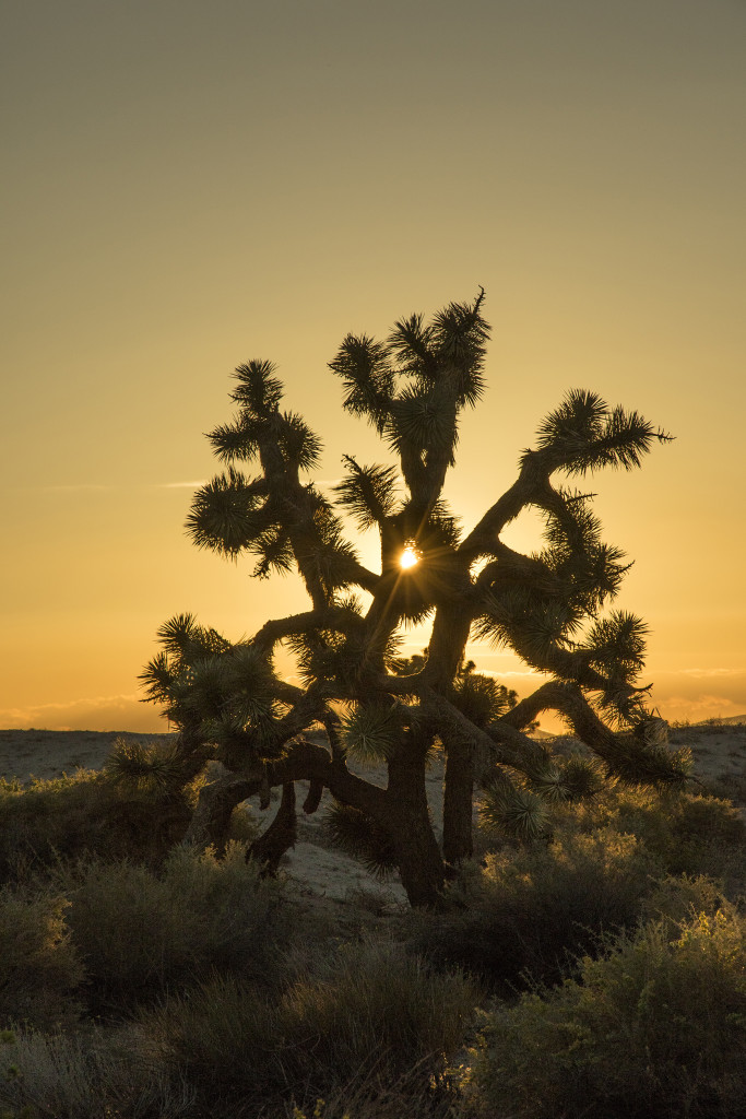Sunset on the edge of the desert - near Palmdale, CA - 2015.